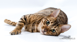 braun rosetted Bengal